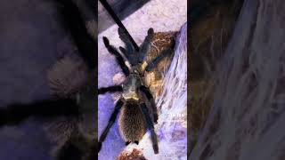 👨‍👩‍👧‍👦🕷 M Balfouri Communal Tarantula Species 🕷👨‍👩‍👧‍👦 [upl. by Ahsienyt]