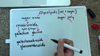 Classifying Glycolipids [upl. by Isyed]