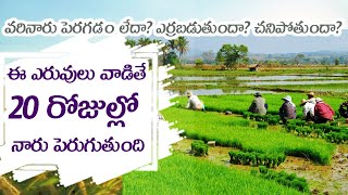 Narumadi  paddy nursery management  నారుమడి లో పోషక యాజమాన్యం [upl. by Affer397]