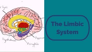 The Limbic System [upl. by Noissap]