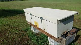 Long Langstroth full 5 total 7 frame hives ready for winter [upl. by Nnaylloh316]