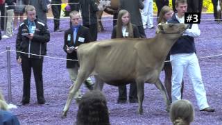 2013 National 4H Dairy Judging Contest  Jersey Fall Calves [upl. by Engen]