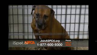 The aspca commercial part1 [upl. by Orman]