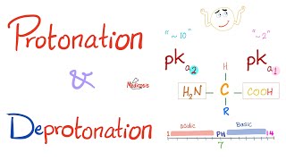 Amino Acids Part 3 pH and Pka  Biochemistry for MCAT DAT NEET [upl. by Church64]