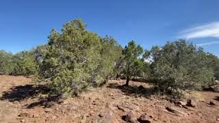 Video of Ashurst Lake Campgrounds AZ from Beth G [upl. by Maril]