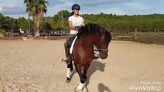 Stunning advanced PRE GELDING flying changes and piaffe 2012 162cm Pironeg [upl. by Cleavland]