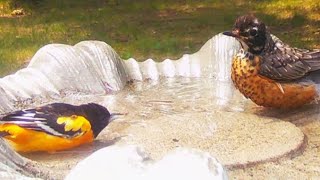 Faceoff Robin and Oriole Do NOT Like Each Other  At First Turdus migratorius Icterus galbula [upl. by Koeppel985]