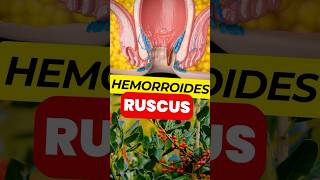 RUSCUS la Mejor PLANTA para Tratar tus HEMORROIDES [upl. by Odilo]