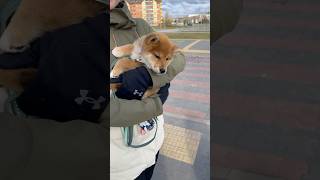 First time socialising my Shiba Inu puppy shibainupuppy shibainu [upl. by Eixam]