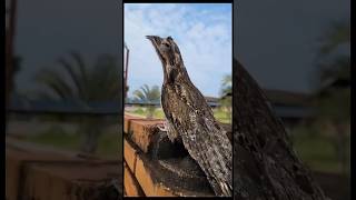 Esse é o famoso urutau ou mãe da lua uma ave impresionante bichos aves birds urutau [upl. by Maloy445]