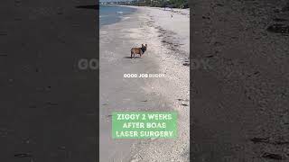 Ziggy Before amp After BOAS Laser Surgery [upl. by Odyssey]