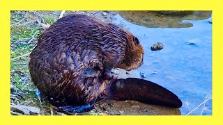 Beaver Grooms and Looks for Food [upl. by Ormiston]