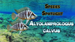 Species Spotlight Pearly Calvus Altolamprologus Calvus [upl. by Zeuqram]