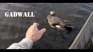 Duck Hunting Video  6 Gadwall grey Ducks [upl. by Maillw]