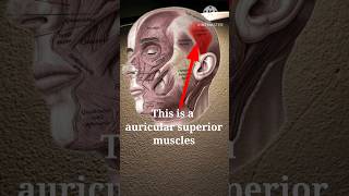 auricular superior auricular superior muscle  auricular origin and nerve  head muscle  shorts [upl. by Brenn]