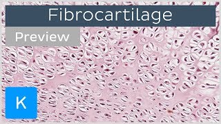 Fibrocartilage location and tissue function preview  Human Histology  Kenhub [upl. by Spielman]