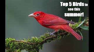 5 Birds YOU have to see this Summer Birders must Watch [upl. by Searby]