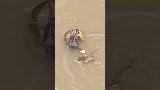 A female frog fights multiple male frogs in order to reproduce toad mating nature shorts [upl. by Gretel]