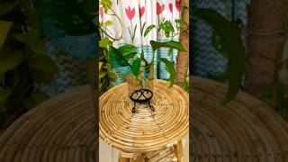 Money plant propagation in water☘️ indoorplants plants plantslover shortsshortsviral foryou [upl. by Nadean]