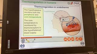 KS5ALEVELBIOLOGYHomeostasisThermoregulation in endotherms too cold [upl. by Annek]