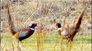 Pheasant vs Pheasant Common pheasant fight [upl. by Hauhsoj]