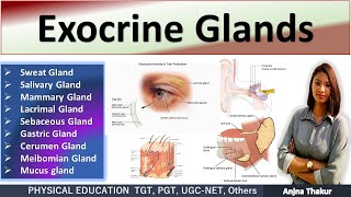 Exocrine System  Exocrine Glands  Function amp Location [upl. by Aital]