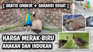 HARGA MERAK BIRU INDUKAN DAN ANAKAN [upl. by Oletha]