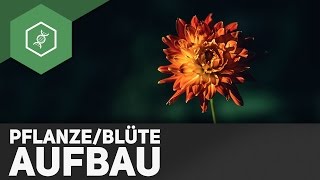 Pflanze und Blüte Aufbau  einfach erklärt [upl. by Catlin]