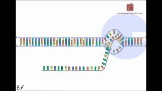 La transcription de lADN en ARN messager Animation [upl. by Aslehc]