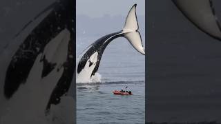 Giant Orca Nearly Hits Boat [upl. by Blaise]