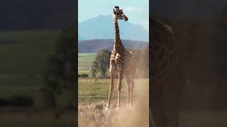 Giraffe Facts That Will Make Your Neck Tingle [upl. by Bohner]