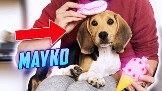 MON NOUVEAU CHIOT  MAYKO [upl. by Alehc]