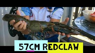 BIGGEST REDCLAW CRAYFISH LOCATIONS IN QUEENSLAND 2 BIG RED CLAW CRAYFISH IN THE WORLD YABBIES YABBY [upl. by Nunnery]