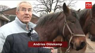 Puppyfeest in Klijndijk en Belgische paarden gered in Schier 19 januari [upl. by Cir695]