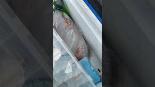 Landbased westernport snapper first of the season snapper landbasedfishing r [upl. by Ahsatal]