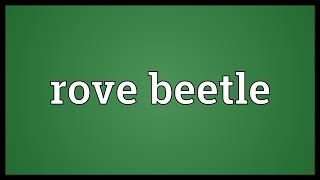 Rove beetle Meaning [upl. by Repip]