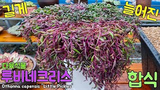 길게 늘어진 다육식물 루비네크리스 합식Othonna capensis quotLittle Pickles [upl. by Paddie]