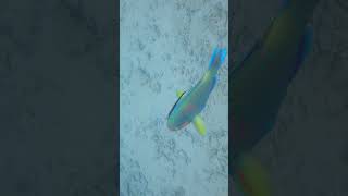 parrotfish tries to get rid of remoras  Malaysia  Pulau Kapas [upl. by Olrac]