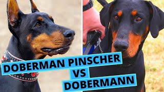 Doberman vs Doberman Pinscher vs Dobermann  Is There a Difference [upl. by Ahtnams]