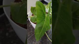 Philodendron plant 🪴 plant repotting garden gardening indoorplantcare indoorplants trending [upl. by Eugirne546]