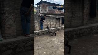 Vilayati Sheep Funny Video🤣 shorts vilayatisheep funny funnyvideo fun play [upl. by Hopfinger]