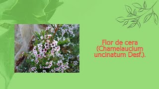 🍀 Flor de cera Chamelaucium uncinatum Desf 🍀 [upl. by Yardna]