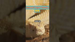 Russel Viper Snakes Interesting Facts [upl. by Sulohcin959]