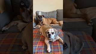 Sibling Anthem Check with the 4 dogs cheagle puggle boxer pug siblinganthemcheck [upl. by Choong]