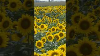 Sunflower Maze sunflower sunflowerfield shortvideo [upl. by Ahscrop]