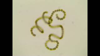 Freshwater Phytoplankton [upl. by Netloc]