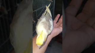 Yellow pied cockatiel chick  birds parrot cockatiel [upl. by Opal]