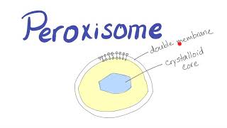 Peroxisome  What’s the function [upl. by Feingold14]