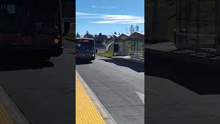 MAX Yellow Bus Arriving at Rockyview Hospital Station brt bus calgary calgarytransit transit [upl. by Nahn]