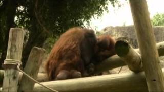 Desde el zoológico Chemita el orangután bebé parte 2 [upl. by Robin233]